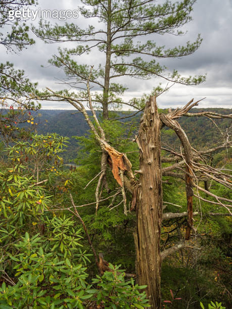 A withered tree with broken branches at Turkey Spur Rock and Grandview ...