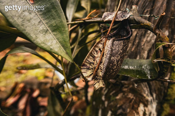 Insect trap pitcher plant in Borneo rainforest Malaysia 이미지 (2157675462 ...