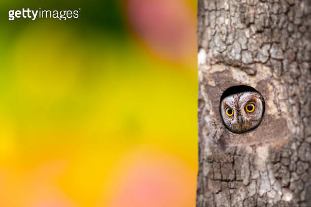 Scops owl with impressive camouflage patterns. Bird: Eurasian Scops Owl ...