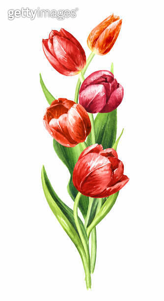 Red tulips bouquet. Hand drawn watercolor illustration isolated on ...