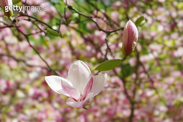 Blooming tree branch with pink Magnolia soulangeana flowers outdoors ...