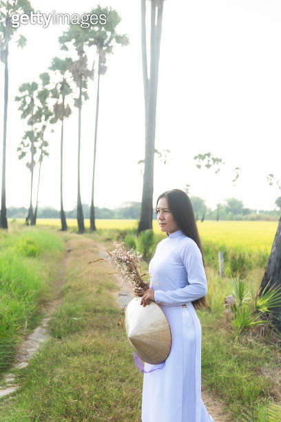woman wearing Ao Dai Vietnamese traditional dress walking in rice field ...