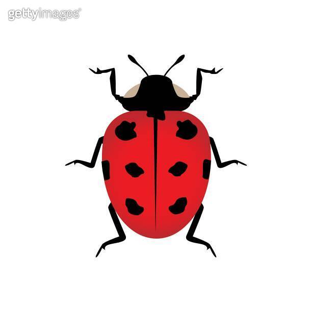 Insect ladybird cute small red bugs vector illustration desing 