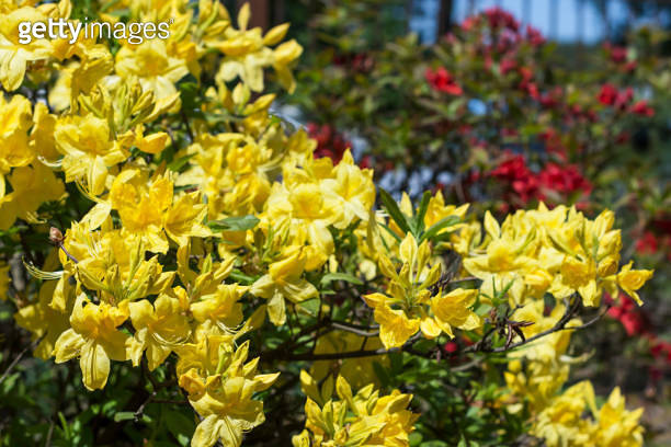 Flowering yellow rhododendrons in springtime or summer in botanical ...