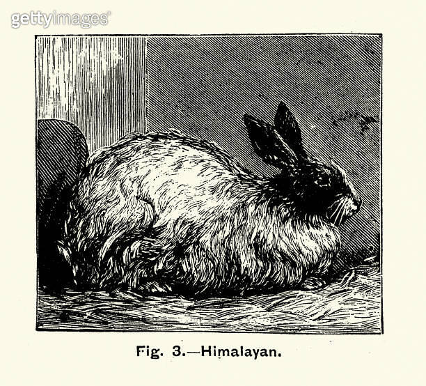 Himalayan rabbit, Vintage illustration, Victorian 19th Century 이미지 ...