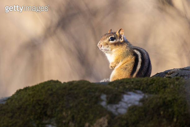 eastern chipmunk (Tamias striatus) 이미지 (2148151814) - 게티이미지뱅크