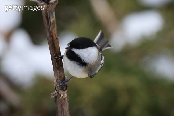 Image of a Black-capped Chickadee perched on a reed in Woodbine Park in ...