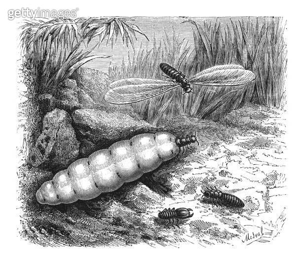 Termites -Termes bellicosus and Termes fatalis - Vintage engraved ...