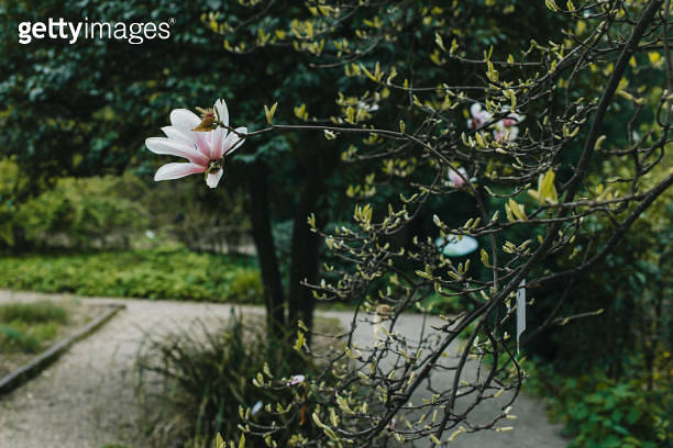 Amazing Magnolia flowers in a spring garden. Springtime background. 이미지 ...