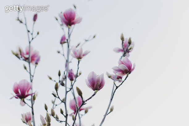 Amazing Magnolia flowers in a spring garden. Springtime background. 이미지 ...