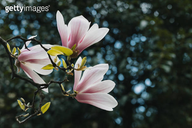 Amazing Magnolia flowers in a spring garden. Springtime background. 이미지 ...