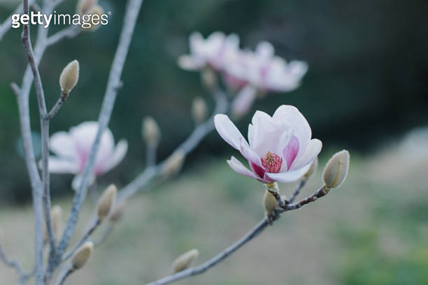 Amazing Magnolia flowers in a spring garden. Springtime background. 이미지 ...