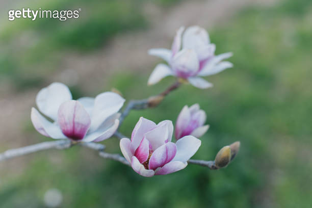 Amazing Magnolia flowers in a spring garden. Springtime background. 이미지 ...