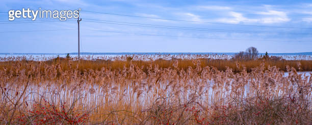 Common reed plants in the marshland on Cape Cod 이미지 (2151431456) - 게티이미지뱅크