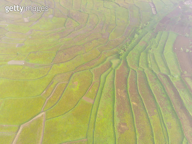 Patterns In Rice Field abstract pattern of rice fields 이미지 (1989646920) - 게티이미지뱅크