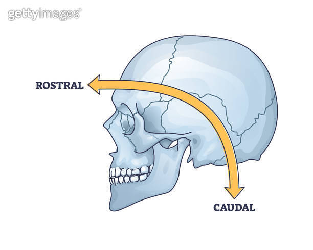 Rostral vs caudal as location in frontal or back location outline ...