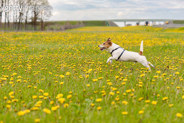 Springtime activities to do with your dog. Active dog playing in spring ...