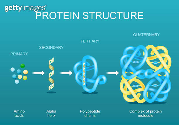 Protein structure 이미지 (2152450930) - 게티이미지뱅크