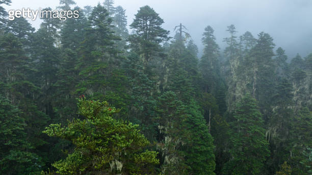 Beautiful foggy pine tree forest landscape in Sichuan,China 이미지 ...