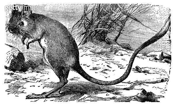 Northern Three-Toed Jerboa (Dipus Sagitta) - 19th Century 이미지 ...