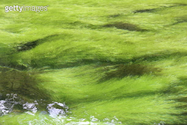 Filamentous algae or string algae in a flowing stream 이미지 (2165329709 ...