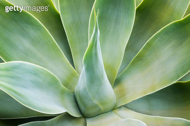 Details of an agave plant (Agave attenuata) 이미지 (2118468353) - 게티이미지뱅크