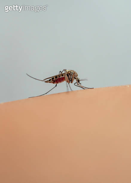 a small nasty insect, a mosquito, bites and drinks blood by attaching ...