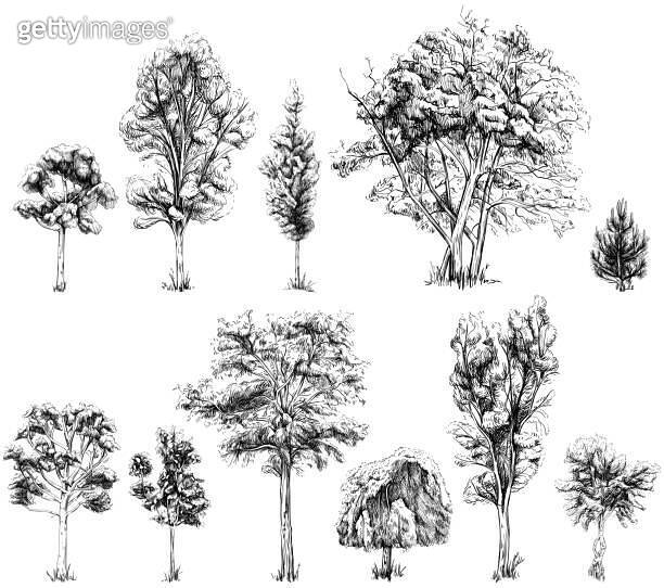 Collection of hand drawn trees. Sketch illustration isolated on white ...