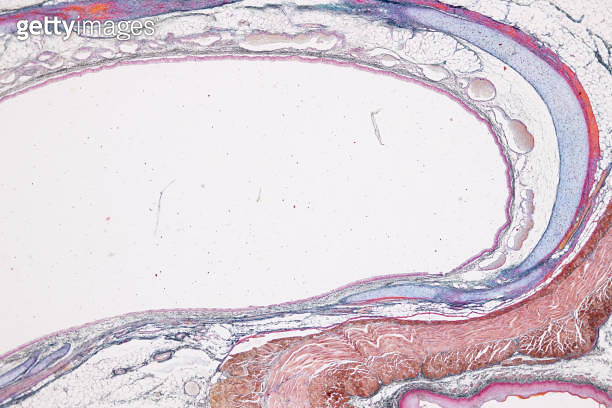 Pathology and Histology Tissue of Mouse, Rabbit, Cat and Cow under ...