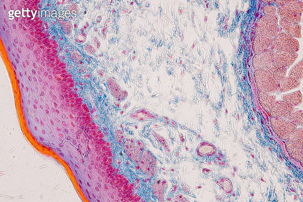 Pathology and Histology Tissue of Mouse, Rabbit, Cat and Cow under ...