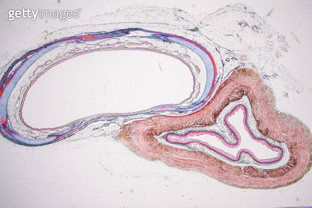 Pathology and Histology Tissue of Mouse, Rabbit, Cat and Cow under ...
