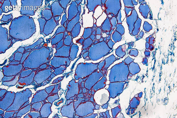 Pathology and Histology Tissue of Mouse, Rabbit, Cat and Cow under ...