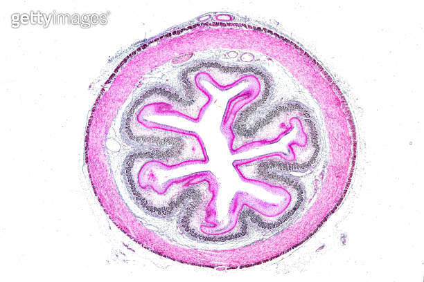 Pathology and Histology Tissue of Mouse, Rabbit, Cat and Cow under ...