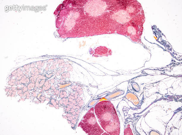 Pathology and Histology Tissue of Mouse, Rabbit, Cat and Cow under ...
