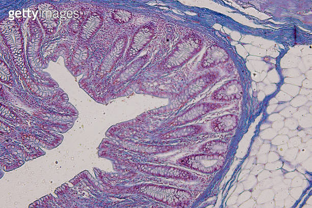 Pathology and Histology Tissue of Mouse, Rabbit, Cat and Cow under ...