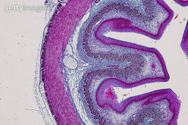 Pathology and Histology Tissue of Mouse, Rabbit, Cat and Cow under ...