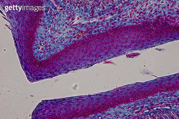 Pathology and Histology Tissue of Mouse, Rabbit, Cat and Cow under ...