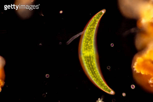 Study of Protozoa, Algae and bacteria under the microscope for ...