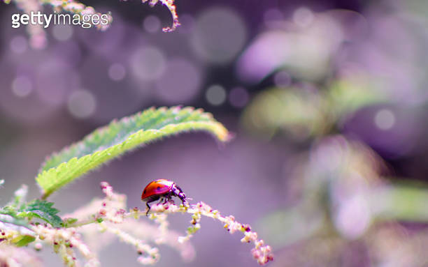 Ladybug sits on a plant close-up in natural habitat. 이미지 (2162640413 ...