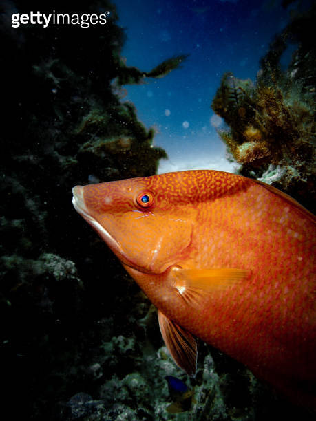 Red snapper (Lutjanus campechanus) on the artificial Buckeye Reef