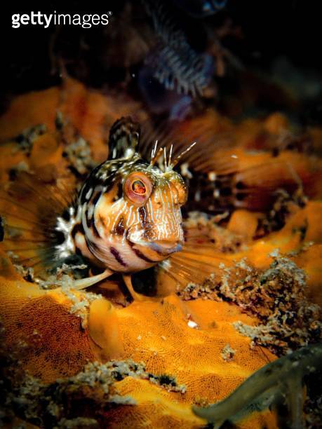 Seaweed blenny (Parablennius marmoreus) perches on an artifical reef on