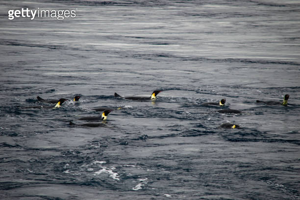 Group of emperor penguins swimming in the weddel sea at the antarctica