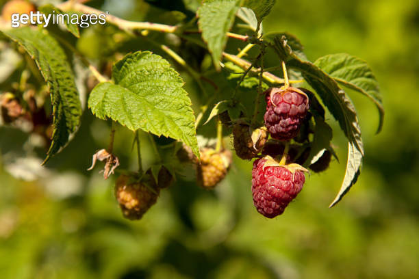 Ripe and unripe raspberry in the fruit garden. Growing natural bush of ...
