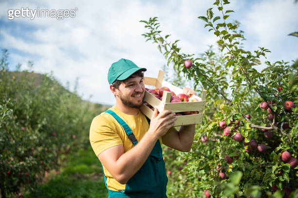 The farmer carries a crate of ripe apples through the orchard ...