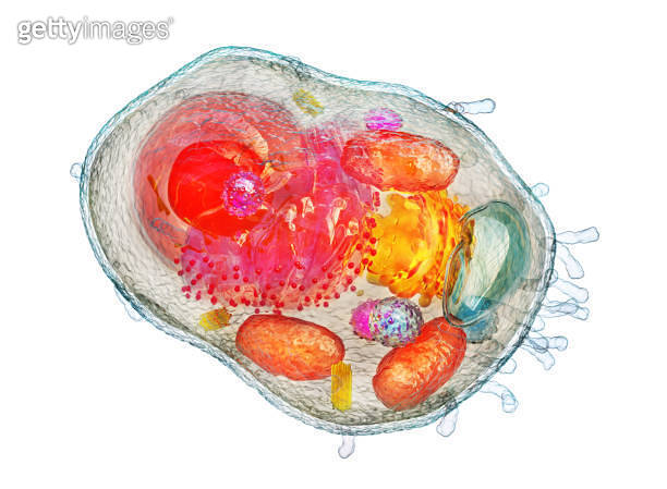 Cell Structure Modeling model of Cell structure 3d illustration (2202120090) 일러스트, 무료 일러스트 - 게티 ...