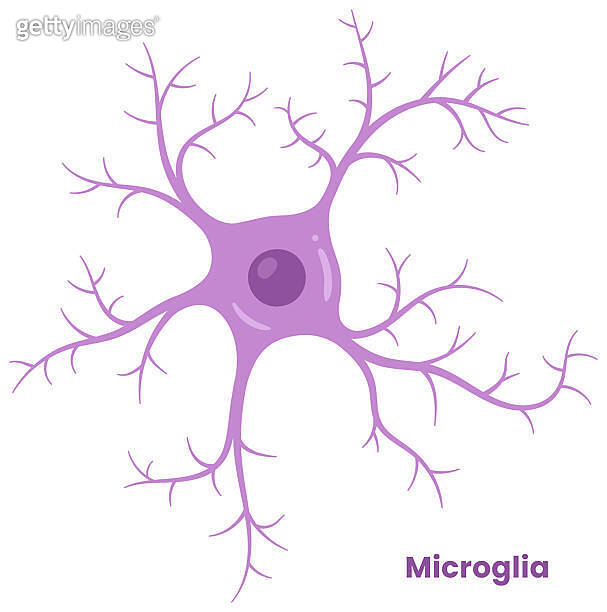 Vector illustration of microglia cells in the brain, showcasing their ...